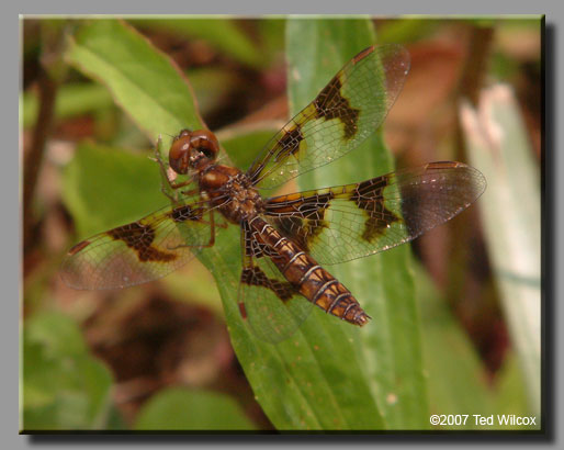 Eastern Amberwing (Perithemis tenera)