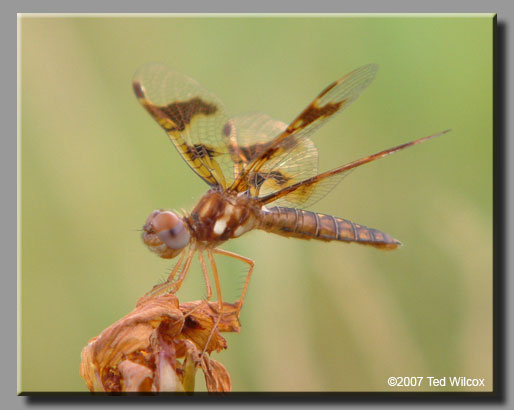 Eastern Amberwing (Perithemis tenera)
