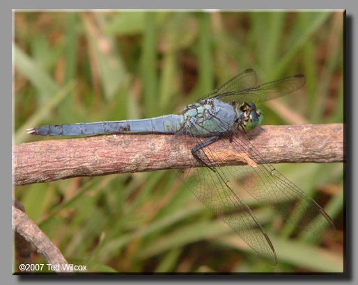 Eastern Pondhawk (Erythemis simplicicollis)