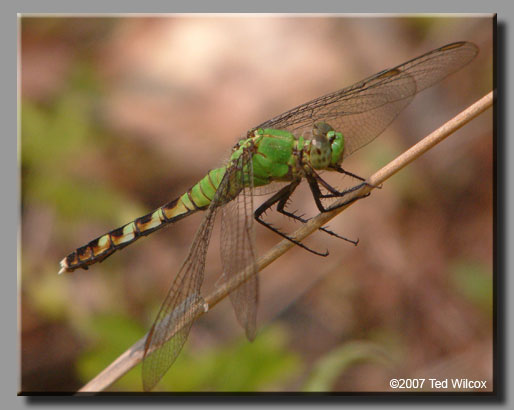 Eastern Pondhawk (Erythemis simplicicollis)