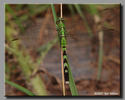 Eastern Pondhawk (Erythemis simplicicollis)