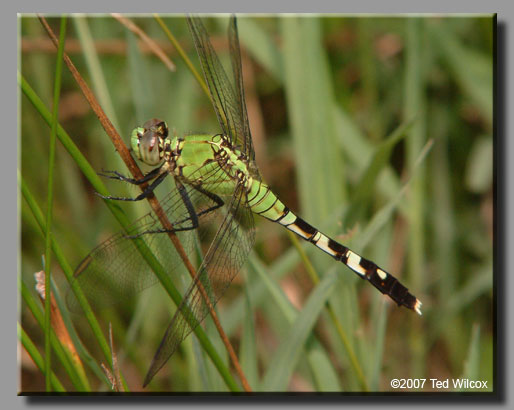 Eastern Pondhawk (Erythemis simplicicollis)
