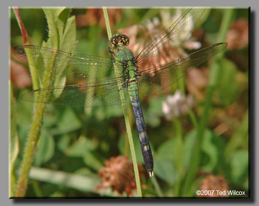 Eastern Pondhawk (Erythemis simplicicollis)