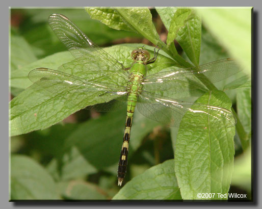Eastern Pondhawk (Erythemis simplicicollis)