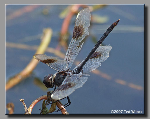 Four-spotted Pennant (Brachymesia gravida)