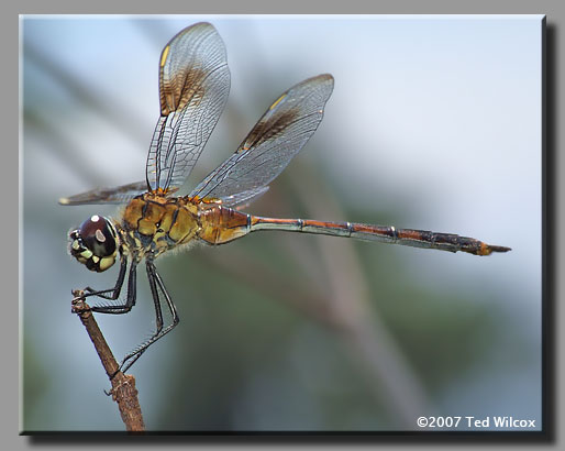 Four-spotted Pennant (Brachymesia gravida)