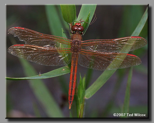 Golden-winged Skimmer (Libellula auripennis)