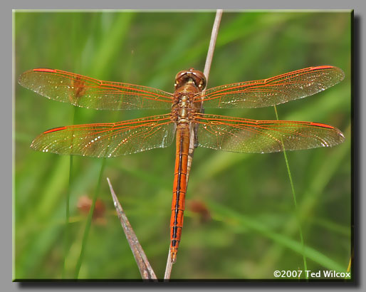 Golden-winged Skimmer (Libellula auripennis)
