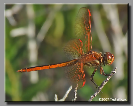 Golden-winged Skimmer (Libellula auripennis)