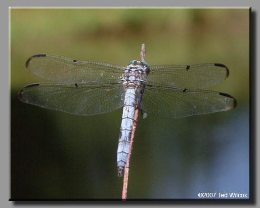 Great Blue Skimmer (Libellula vibrans)
