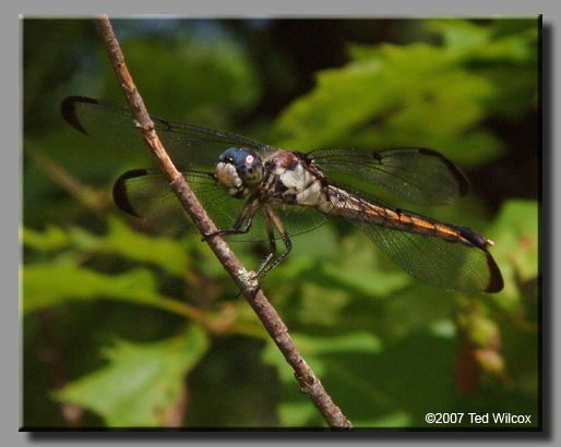 Great Blue Skimmer (Libellula vibrans)