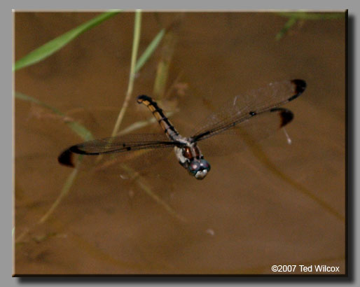 Great Blue Skimmer (Libellula vibrans)