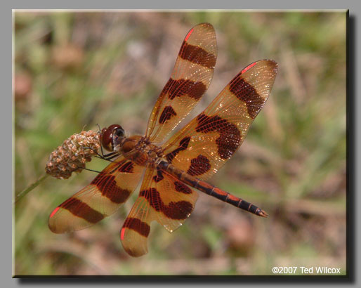 Halloween Pennant (Celithemis eponina)