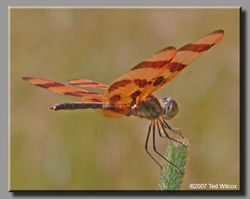 Halloween Pennant (Celithemis eponina)