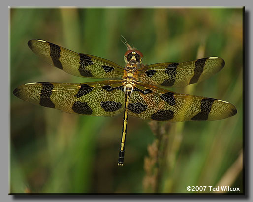 Halloween Pennant (Celithemis eponina)
