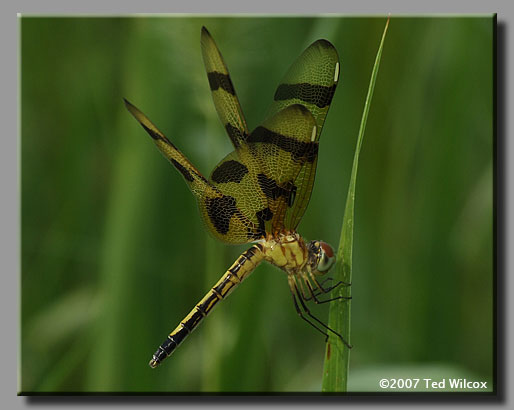 Halloween Pennant (Celithemis eponina)