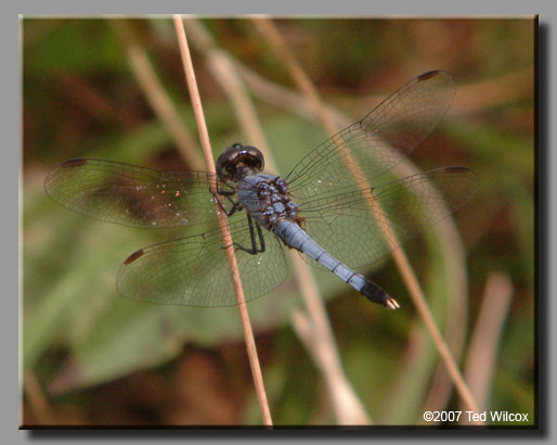 Little Blue Dragonlet (Erythrodiplax minuscula)