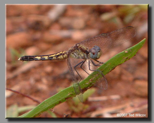 Little Blue Dragonlet (Erythrodiplax minuscula)