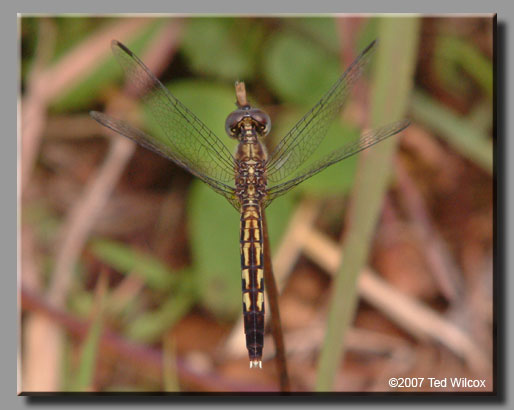 Little Blue Dragonlet (Erythrodiplax minuscula)
