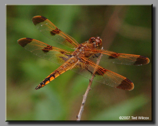 Painted Skimmer (Libellula semifasciata)