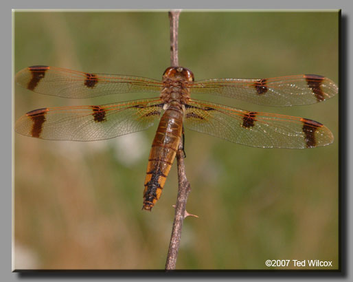 Painted Skimmer (Libellula semifasciata)