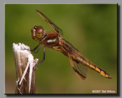 Painted Skimmer (Libellula semifasciata)
