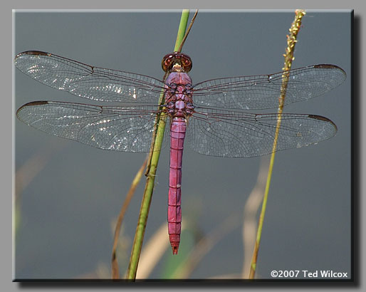 Roseate Skimmer (Orthemis ferruginea)