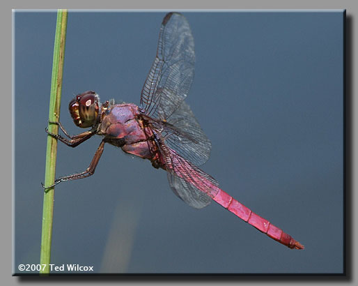 Roseate Skimmer (Orthemis ferruginea)