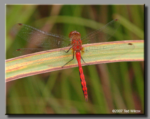 Ruby Meadowhawk (Sympetrum rubicundulum)