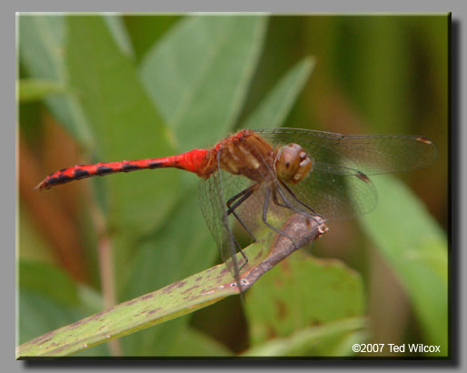 Ruby Meadowhawk (Sympetrum rubicundulum)