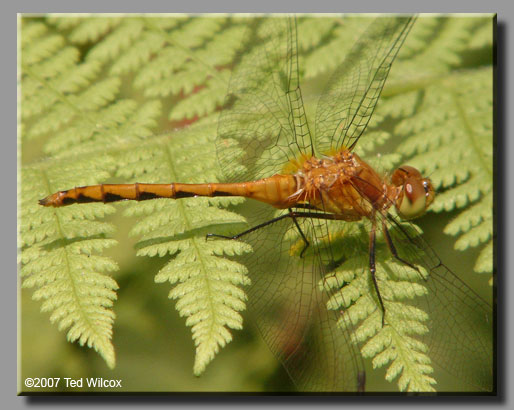 Ruby Meadowhawk (Sympetrum rubicundulum)