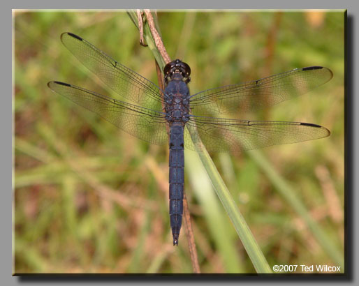 Slaty Skimmer (Libellula incesta)