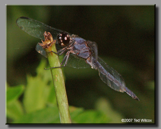 Slaty Skimmer (Libellula incesta)