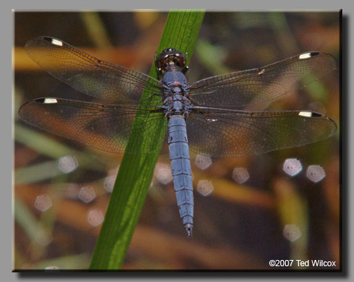 Spangled Skimmer (Libellula cyanea)