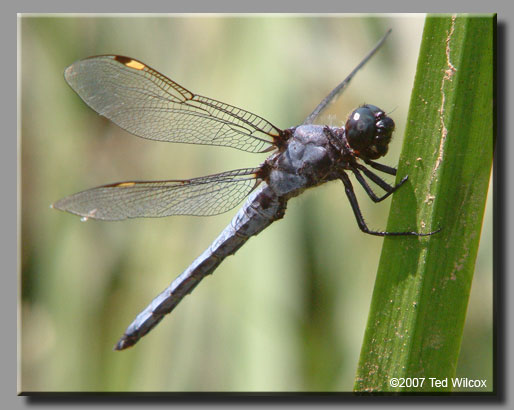 Spangled Skimmer (Libellula cyanea)