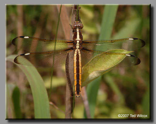 Spangled Skimmer (Libellula cyanea)