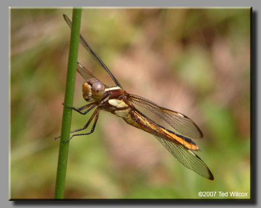 Spangled Skimmer (Libellula cyanea)