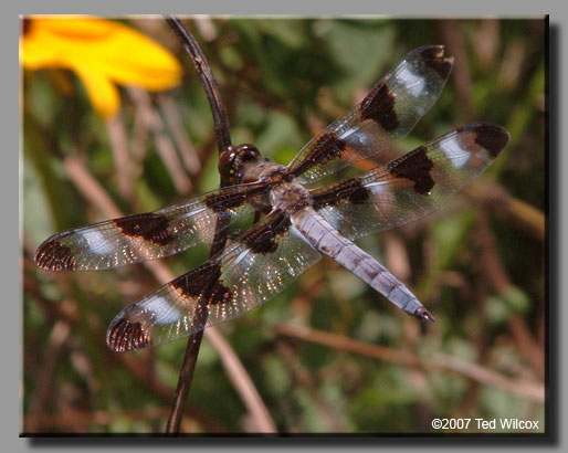 Twelve-spotted Skimmer (Libellula pulchella)
