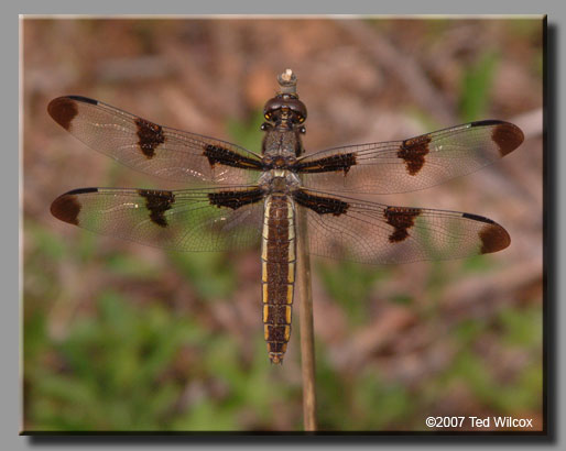 Twelve-spotted Skimmer (Libellula pulchella)
