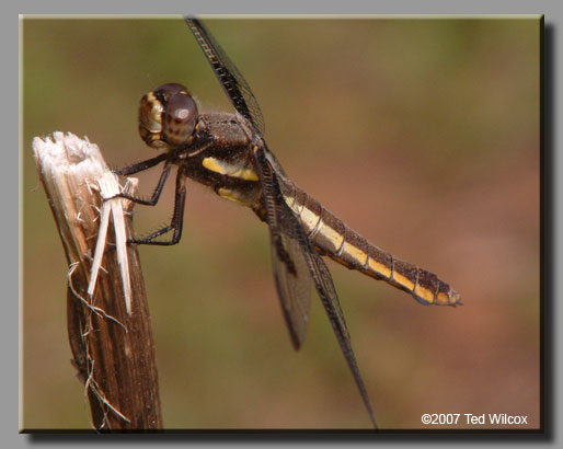 Twelve-spotted Skimmer (Libellula pulchella)
