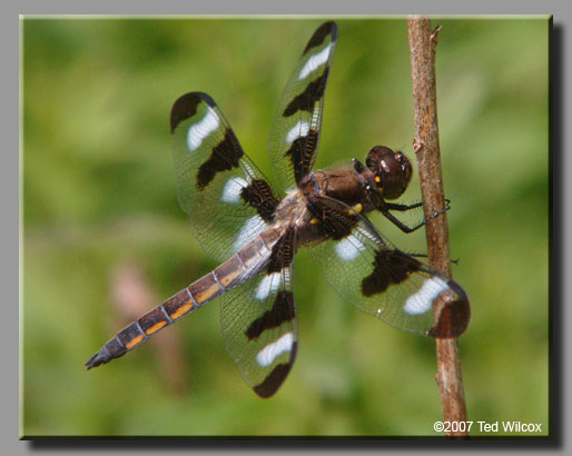Twelve-spotted Skimmer (Libellula pulchella)