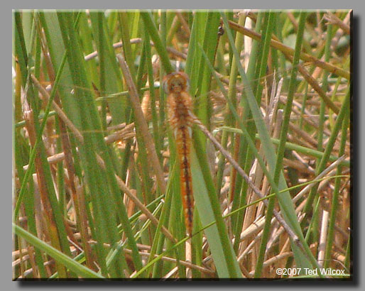 Wandering Glider (Pantala flavescens)