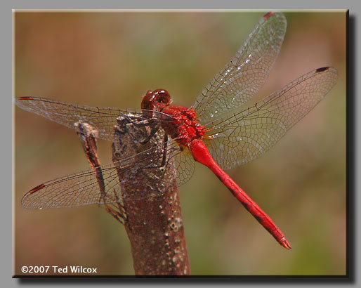 White-faced Meadowhawk (Sympetrum obtrusum)