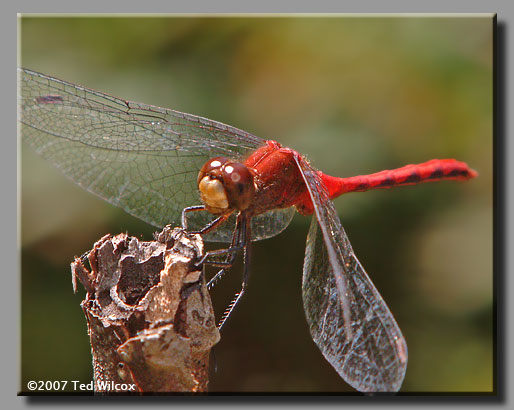 White-faced Meadowhawk (Sympetrum obtrusum)