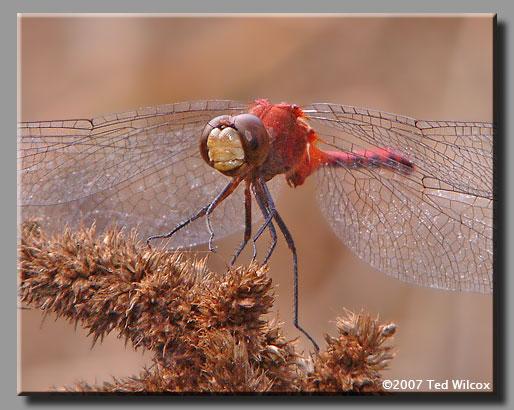 White-faced Meadowhawk (Sympetrum obtrusum)