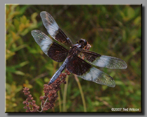 Widow Skimmer (Libellula luctuosa)