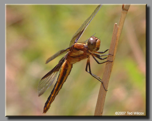 Widow Skimmer (Libellula luctuosa)