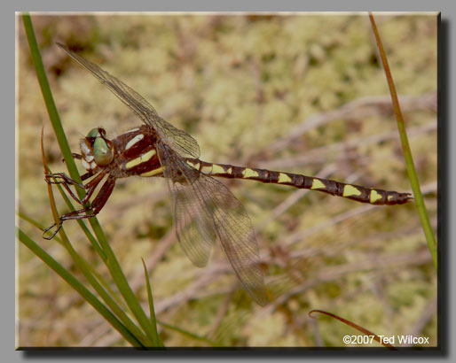 Brown Spiketail (Cordulegaster bilineata)