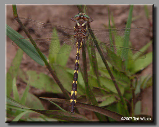 Brown Spiketail (Cordulegaster bilineata)
