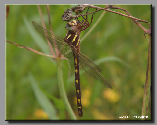 Brown Spiketail (Cordulegaster bilineata)